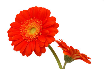 Two red gerbera flowers  isolated on transparency photo png file  - obrazy, fototapety, plakaty
