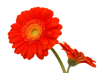 Deurstickers Two red gerbera flowers  isolated on transparency photo png file  © cobaltstock