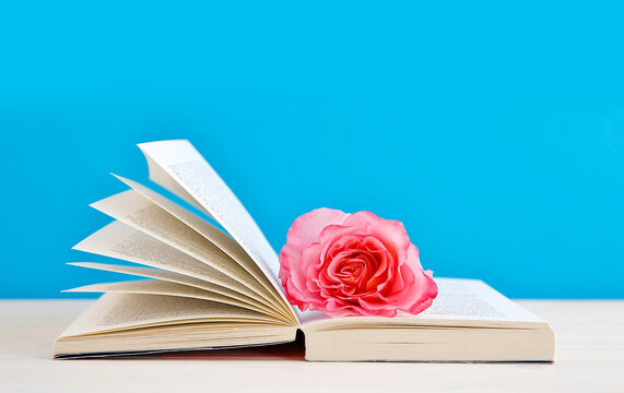open book with nostalgic Hybrid Tea "Augusta Luise" rose flower on blue background. reading, education, literature, learning and back to school concept. copy space. close-up, panoramic picture