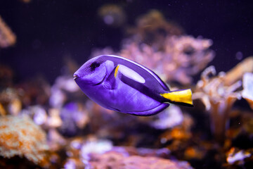 Dory, fioletowa ryba tropikalna - obrazy, fototapety, plakaty