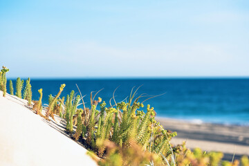 Plants growing on the beach against a sea background