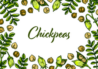 Colorful horizontal chickpeas design. Hand drawn illustration in colored sketch style. Botany design for packaging, label, banner, poster