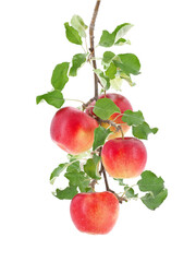 Apple branch with red ripe fruits and green leaf isolated on white