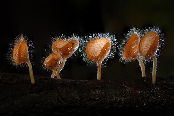 Beautiful short hair cup mushroom on a black background