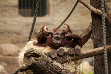 Junger Orang-Utan