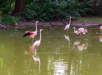 Pink flamingos in a wild forest lake. Flamingos walk in a rural pond