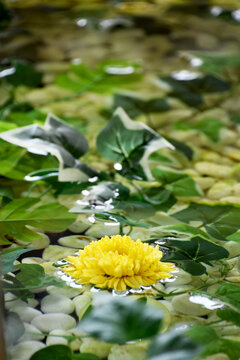 京都 上賀茂神社の手水舎に浮かぶ菊の花