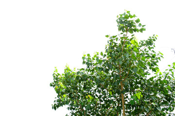 Green leaf Bhodi, ficus religiosa tree isolated on white background