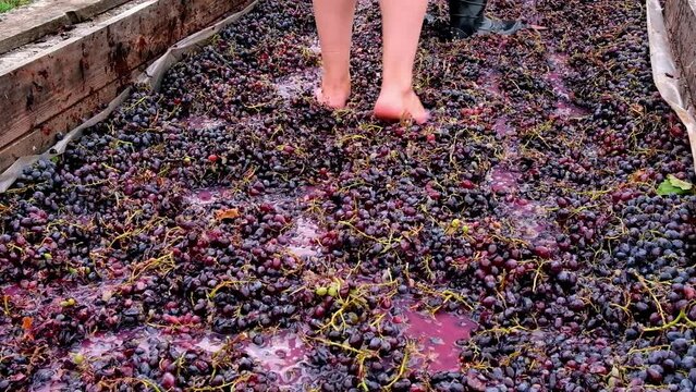 Process of Making Organic Red Wine Crafted with Old Technology and Manual Labor on Small Vineyard. Man in Rubber Boots Crushes Ripe Bunches of Grapes Onto Juice for Wine Making