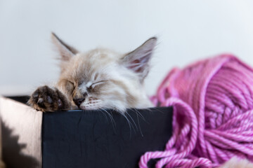 cat on the couch