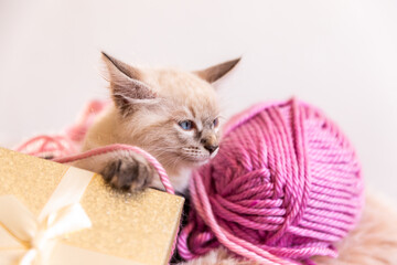 kitten playing with a ball