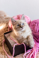 kitten in a basket with ribbon