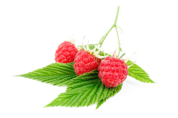 Ripe red raspberries with leaves on a white background, close-up.