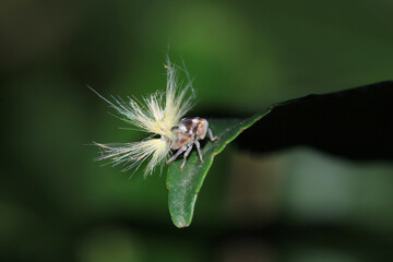 natural Passionvine hopper insect macro photo