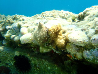 Fototapeta na wymiar Sea snail trunculus murex or banded murex, trunk murex, banded dye-murex (Hexaplex trunculus) undersea, Aegean Sea, Greece, Halkidiki