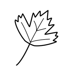 Kalina leaf doodle vector illustration, isolate on white.