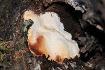 natural white mushrooms macro photo