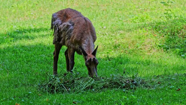 Apennine chamois, Rupicapra pyrenaica ornata, is living in the Abruzzo-Lazio-Molise National Park in Italy and the Pyrenees in Spain