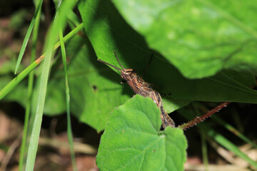 rufous grasshopper insect macro photo