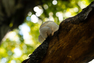 Porcelain mushrooms growing in forest