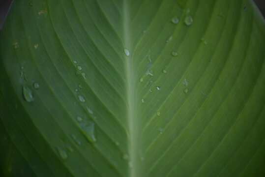 sheet, leaf, plate, foliage, green canna leaf texture close-up, leaf veins diagonally, green texture background green color gradient, environment, after rain, raindrops on foliage, morning dew on gree