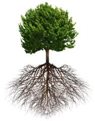 Zelfklevend Fotobehang Big green tree with roots beneath isolated © Anterovium