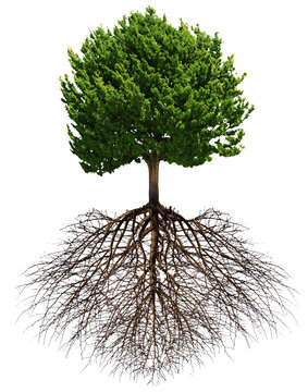 Big green tree with roots beneath isolated