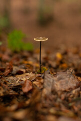 Psilocybe mushroom growing on forest floor