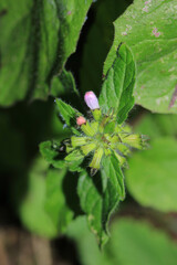 natural purple salvia miltiorrhiza photo