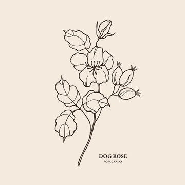 Hand drawn dog rose or rosehip branch illustration
