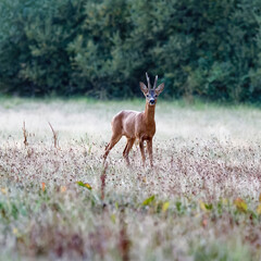 Jeune chevreuil mâle appelé brocard dans un pré à sa sorti d'un bois en fin de journée © gemadrun