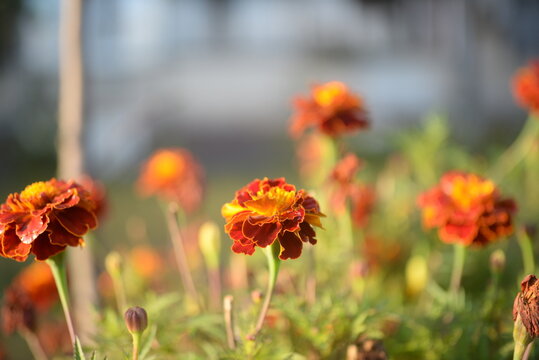 Marigold Background