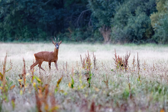 Jeune chevreuil m&acirc;le appel&eacute; brocard dans un pr&eacute; &agrave; sa sorti d'un bois en fin de journ&eacute;e