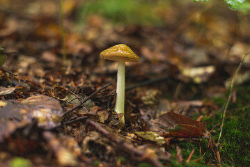 Single mushroom growing on the forest floor
