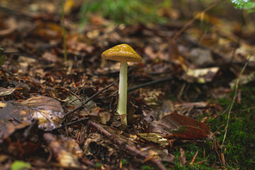 Single mushroom growing on the forest floor