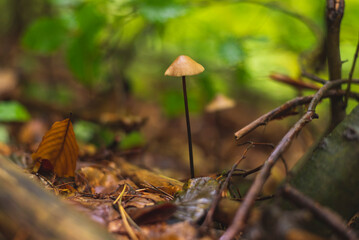 Psilocybe mushroom growing on forest floor