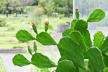 ウチワサボテンの花 © tamu