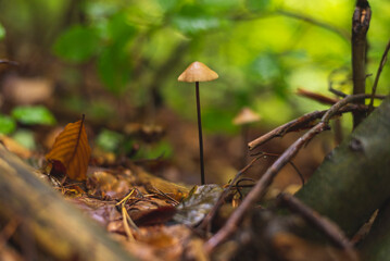 Psilocybe mushroom growing on forest floor