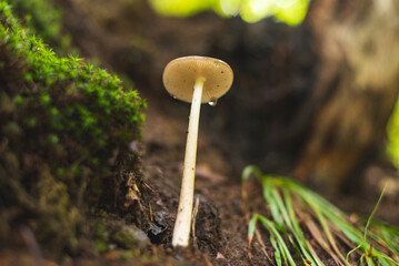 Psilocybe mushroom growing on forest floor