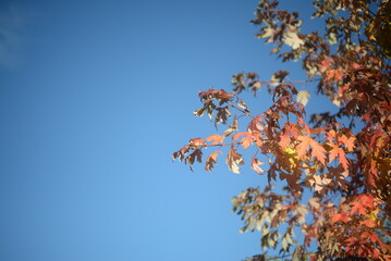 background of autumn yellow green leaves in autumn red maple leaves on the background of a sunny day, against the blue sky, branches of red maple leaves