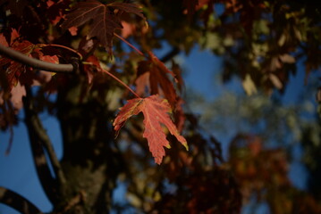 background of autumn yellow green leaves in autumn red maple leaves on the background of a sunny day, against the blue sky, branches of red maple leaves