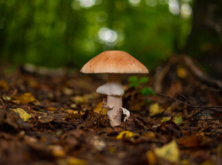 Blusher mushroom in forest