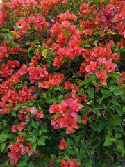 Sundown Orange Bougainvilleas, ornamental flowering. Also known as 