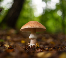 Blusher mushroom in forest