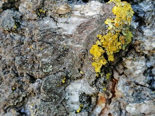 macro texture of birch bark with gold moss . Close up photo