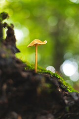 Psilocybe mushroom growing on forest floor