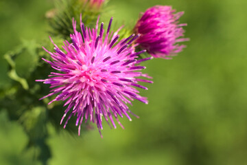Blooming thistle in the sunshine.