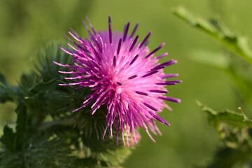 Blooming thistle in the sunshine.