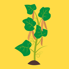 Bush with beans, illustration, vector