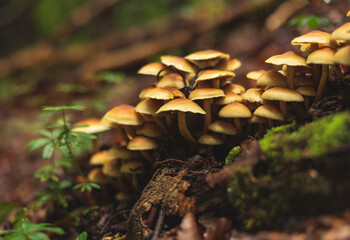Big group of Flammulina Velutipes mushrooms growing next to dead tree trunk